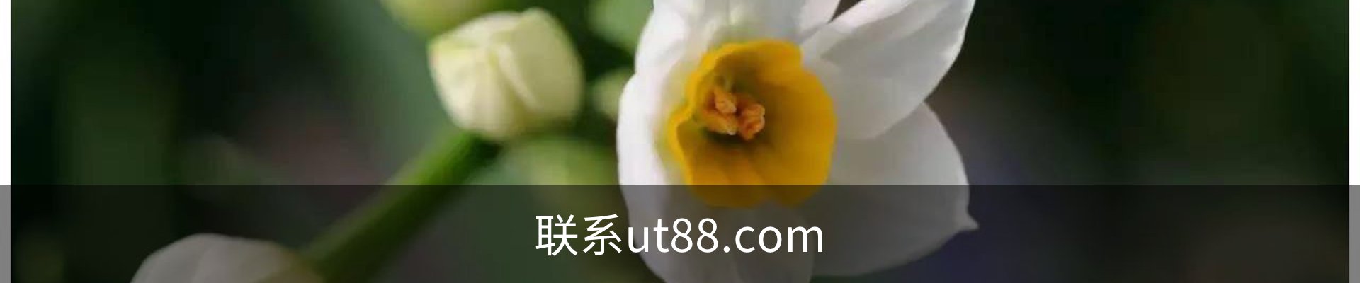 联系ut88.com